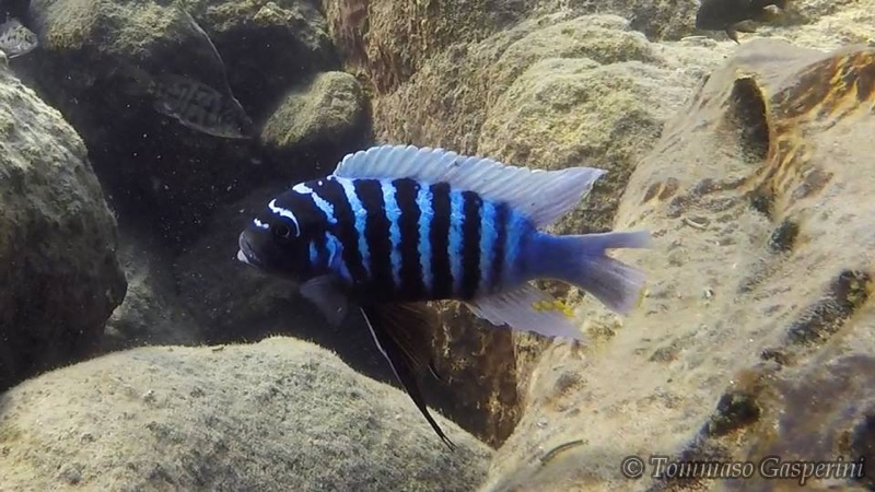 Maylandia zebra 'Lion's Cove'